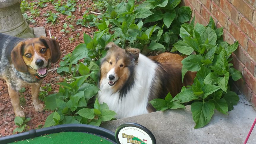 The Fruit of&nbsp;Faithfulness